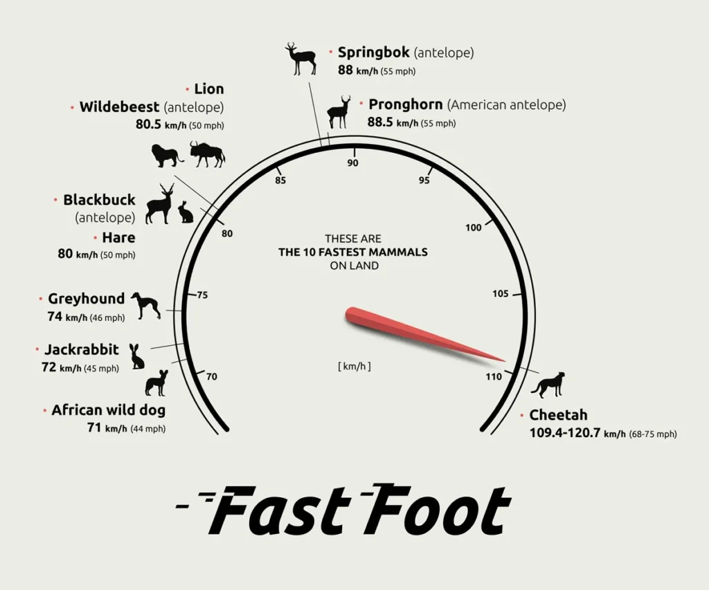 Infographic Examples